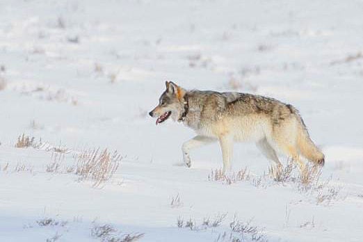 Fear of wolves